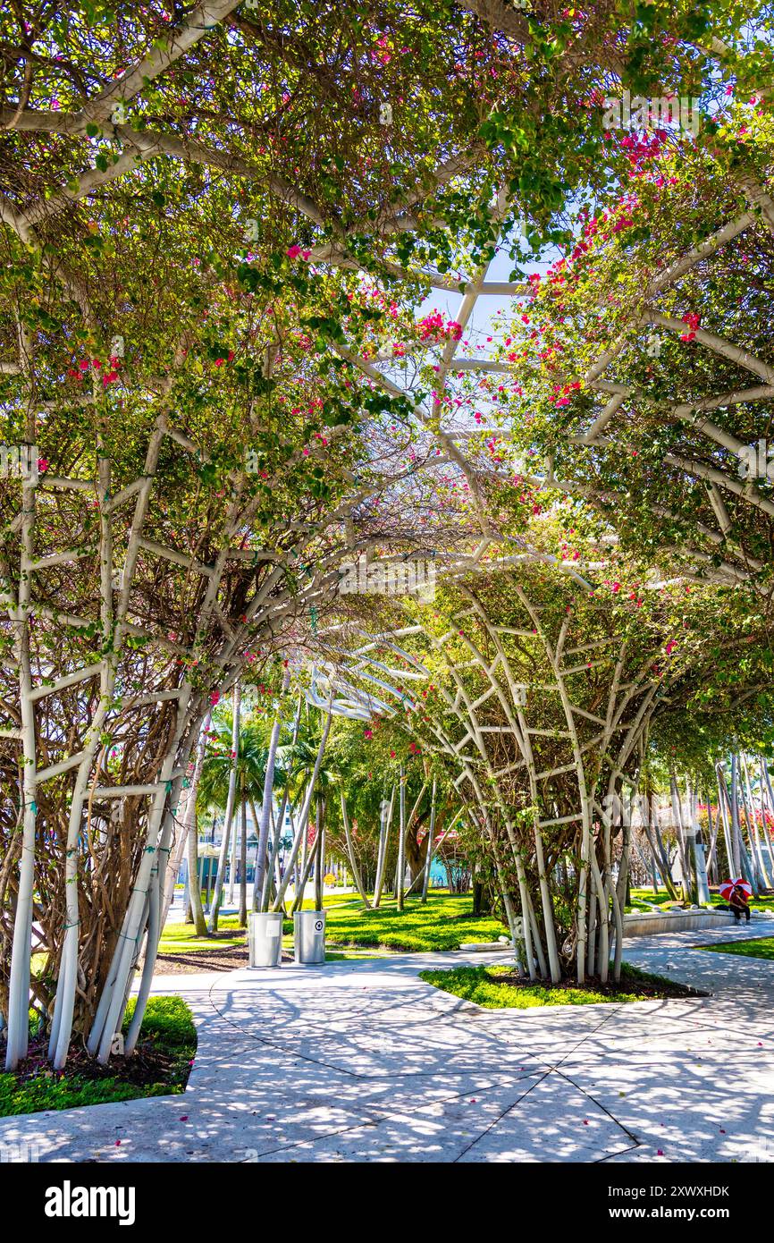 Gateway Bouquets - grüne Baumkronen/Pergolen mit Bougainvillaea bieten Schatten im Soundscape Park, Miami Beach, Florida, USA Stockfoto