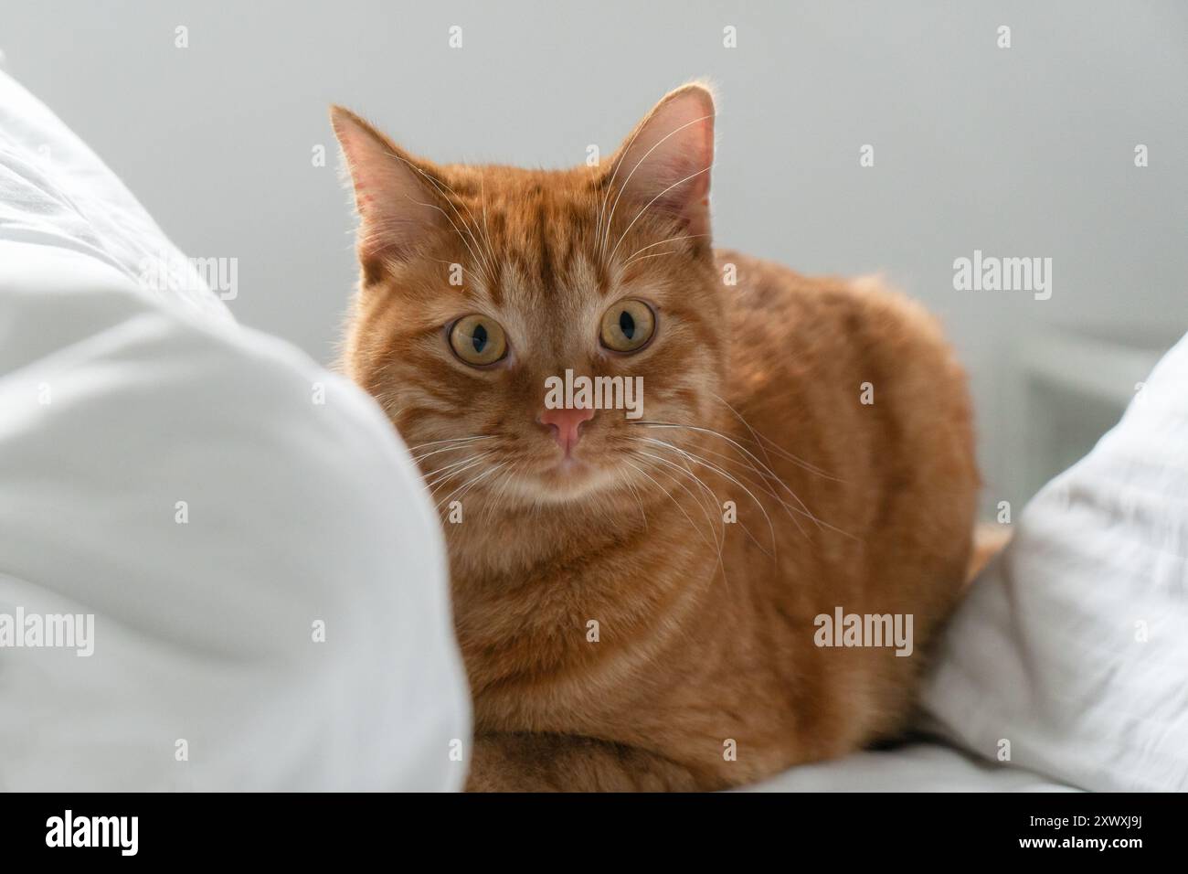 Ingwerkatze auf einem Bett, die Kamera mit weißen Kissen umgibt. Haustierpflege und Tierschutzkonzept. Hygge-Leben, ruhiger Lebensstil. Stockfoto