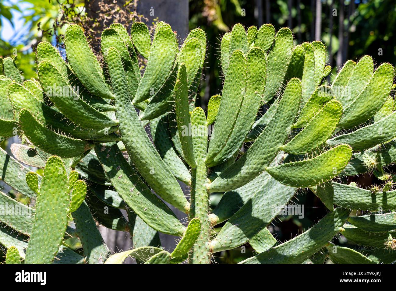 Kakteen im Miami Beach Botanical Garden, Miami, Florida, USA Stockfoto