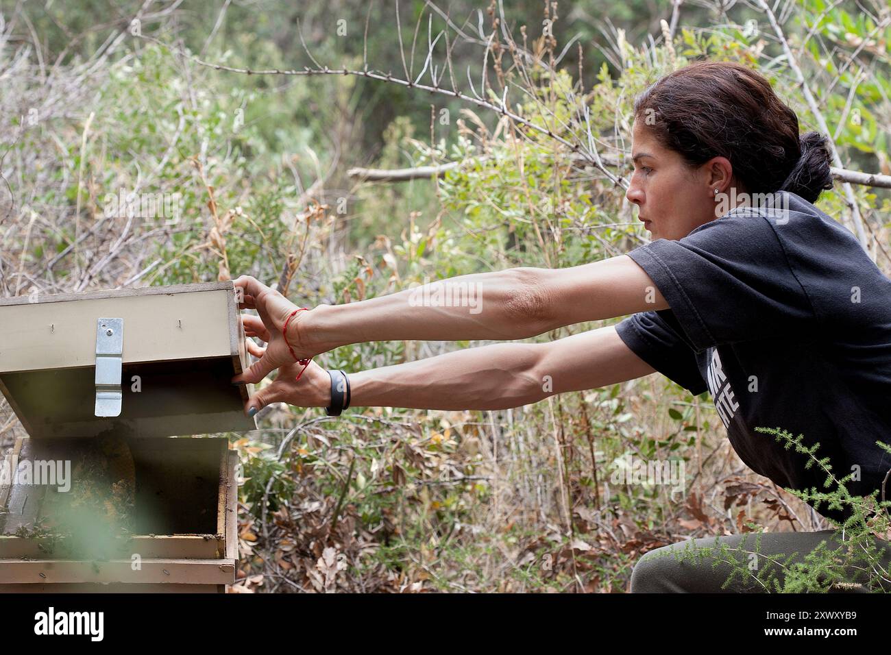 Die Frau ersetzt die Oberseite einer Bienenhaltungsbox. Stockfoto