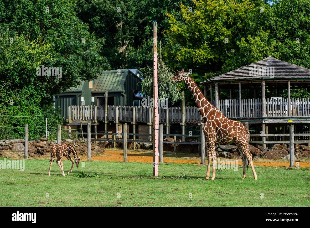 Whipsnade, Großbritannien. August 2024. Netzgiraffen-Kälber, ich sehe, wie sie zum ersten Mal seit ihrer Geburt im Abstand von drei Wochen im Juni und Juli messen, während sie mit ihren Eltern füttern - Whipsnade Zoo (ZSL) das jährliche Wiegen durchführen. Die Tierhalter erfassen das Gewicht und die Maße der Tiere - Informationen, die einen kritischen Einblick in ihre Gesundheit und ihr Wohlbefinden geben. Guy Bell/Alamy Live News Stockfoto