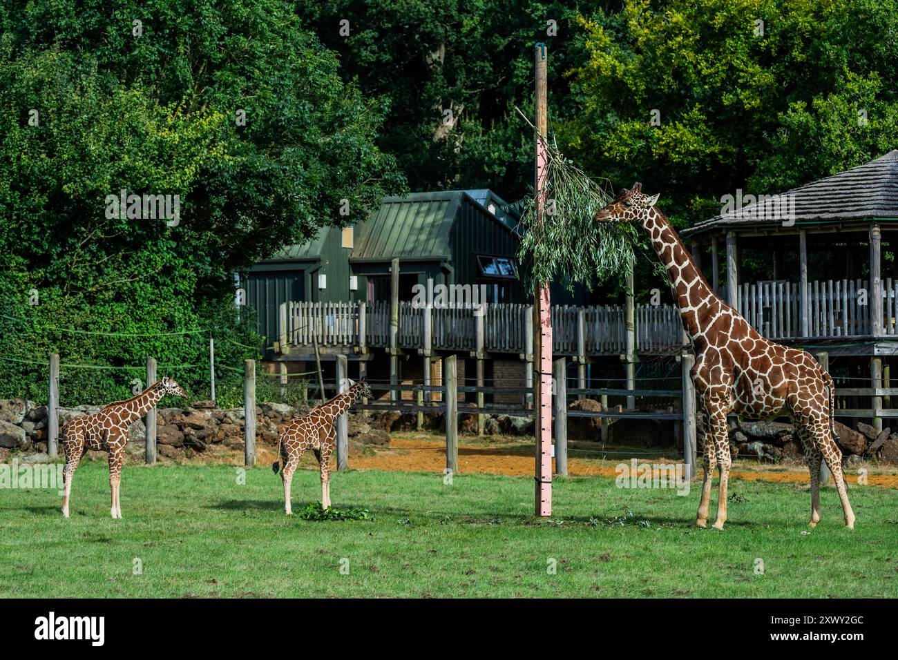 Whipsnade, Großbritannien. August 2024. Netzgiraffen-Kälber, ich sehe, wie sie zum ersten Mal seit ihrer Geburt im Abstand von drei Wochen im Juni und Juli messen, während sie mit ihren Eltern füttern - Whipsnade Zoo (ZSL) das jährliche Wiegen durchführen. Die Tierhalter erfassen das Gewicht und die Maße der Tiere - Informationen, die einen kritischen Einblick in ihre Gesundheit und ihr Wohlbefinden geben. Guy Bell/Alamy Live News Stockfoto