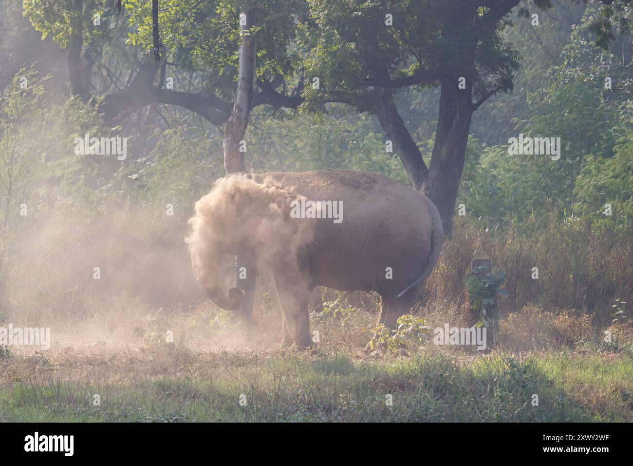 Elefant genießt ein Sandbad in seinem natürlichen Lebensraum Stockfoto