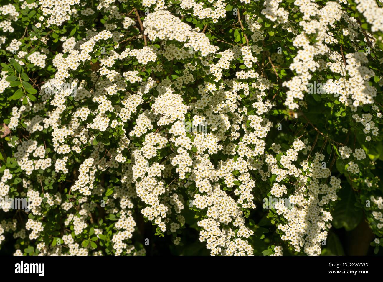 Kaskadierende cremeweiße Blüten von Spiraea arguta, Brautkranz, bieten im späten Frühjahr einen willkommenen Anblick für Insekten und Wildtiere Stockfoto