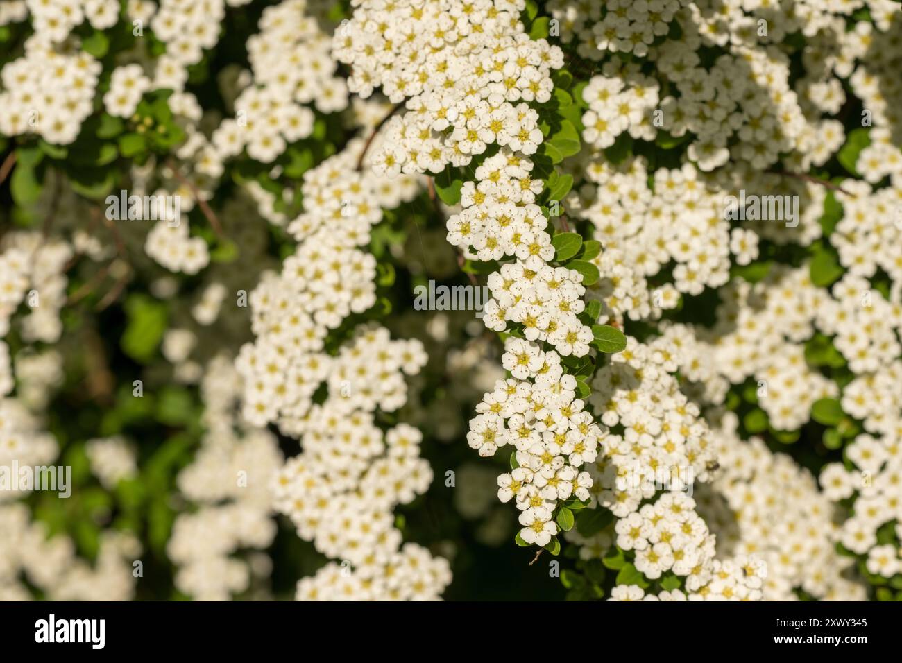 Kaskadierende cremeweiße Blüten von Spiraea arguta, Brautkranz, bieten im späten Frühjahr einen willkommenen Anblick für Insekten und Wildtiere Stockfoto