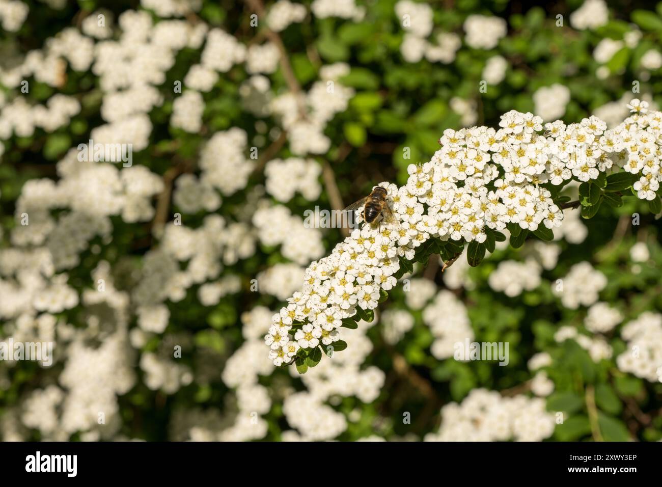 Frühlingsdrohenfliege, Eristalis tenax, imitiert eine männliche Honigbiene in ihrer Form und Form als Schutz gegen Raubtiere auf Spirea-Blüten, Nektarfütterung Stockfoto
