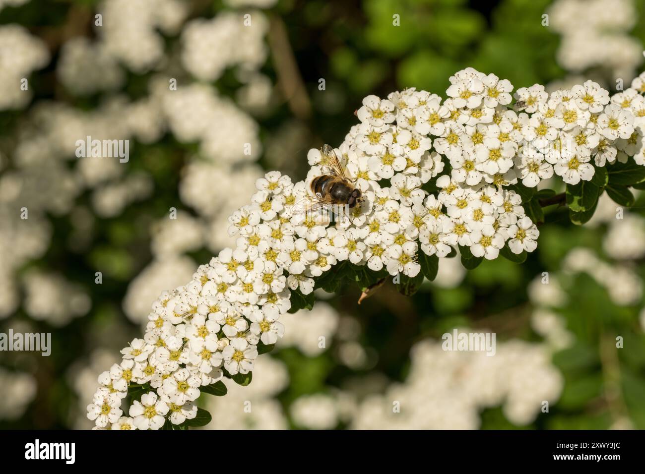 Frühlingsdrohenfliege, Eristalis tenax, imitiert eine männliche Honigbiene in ihrer Form und Form als Schutz gegen Raubtiere auf Spirea-Blüten, Nektarfütterung Stockfoto