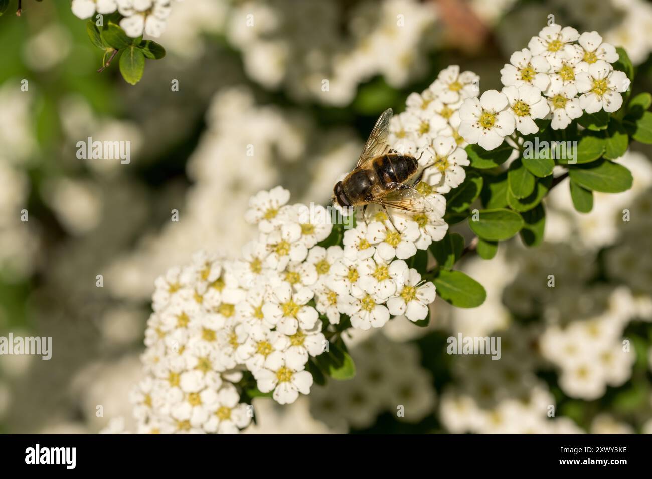 Frühlingsdrohenfliege, Eristalis tenax, imitiert eine männliche Honigbiene in ihrer Form und Form als Schutz gegen Raubtiere auf Spirea-Blüten, Nektarfütterung Stockfoto