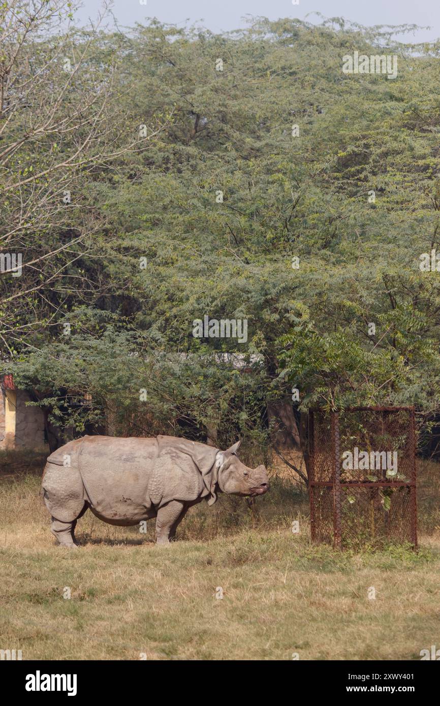 Ein weißes Nashorn weidet auf freiem Feld Stockfoto