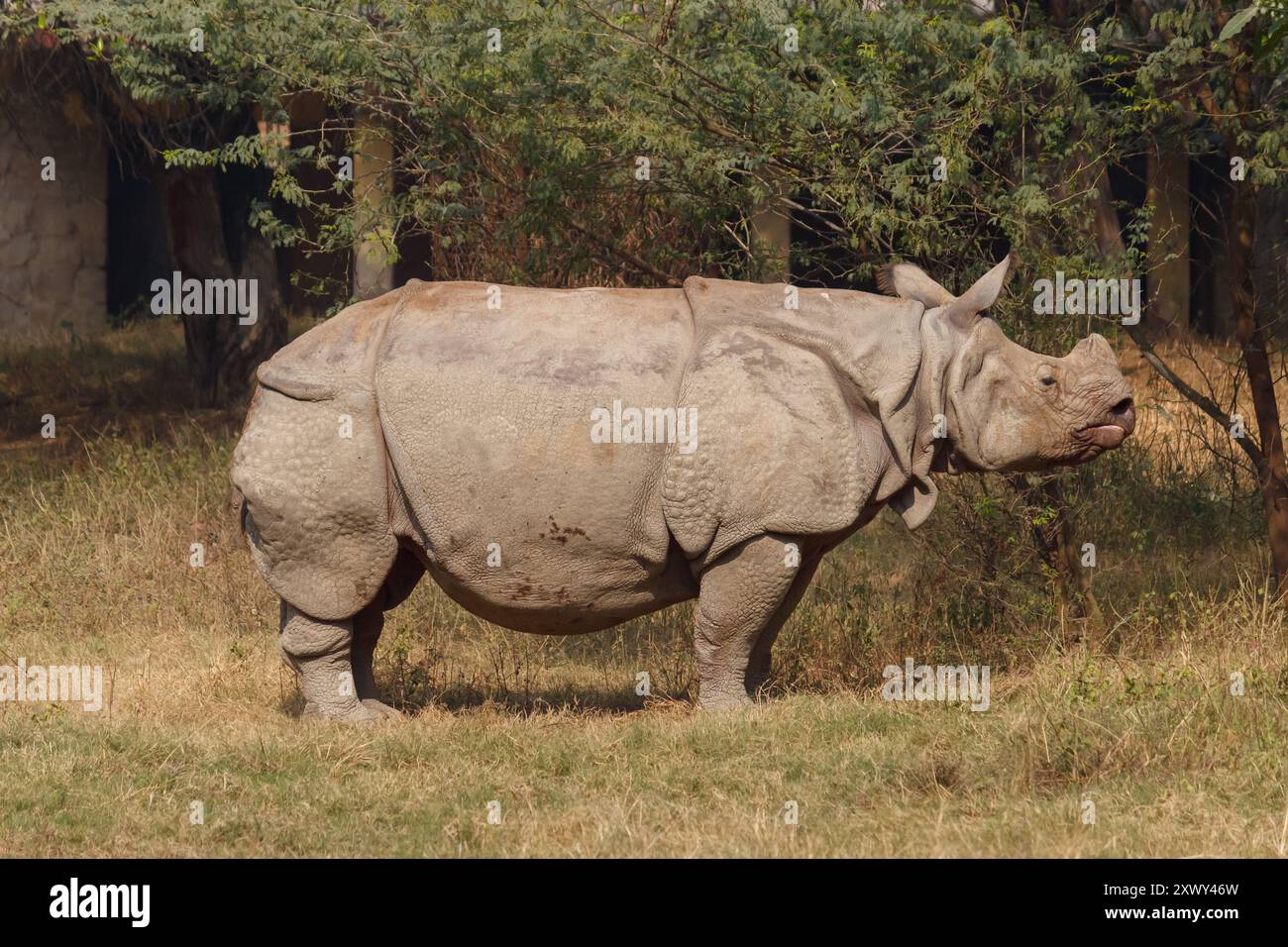 Ein weißes Nashorn weidet auf freiem Feld Stockfoto