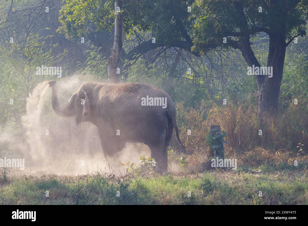 Elefant genießt ein Sandbad in seinem natürlichen Lebensraum Stockfoto