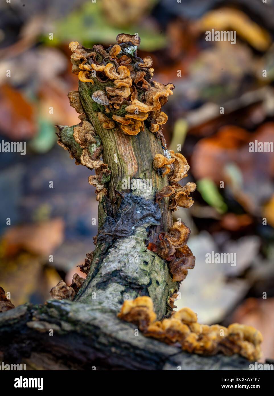Pilze, die in einem Herbstwald wachsen Stockfoto