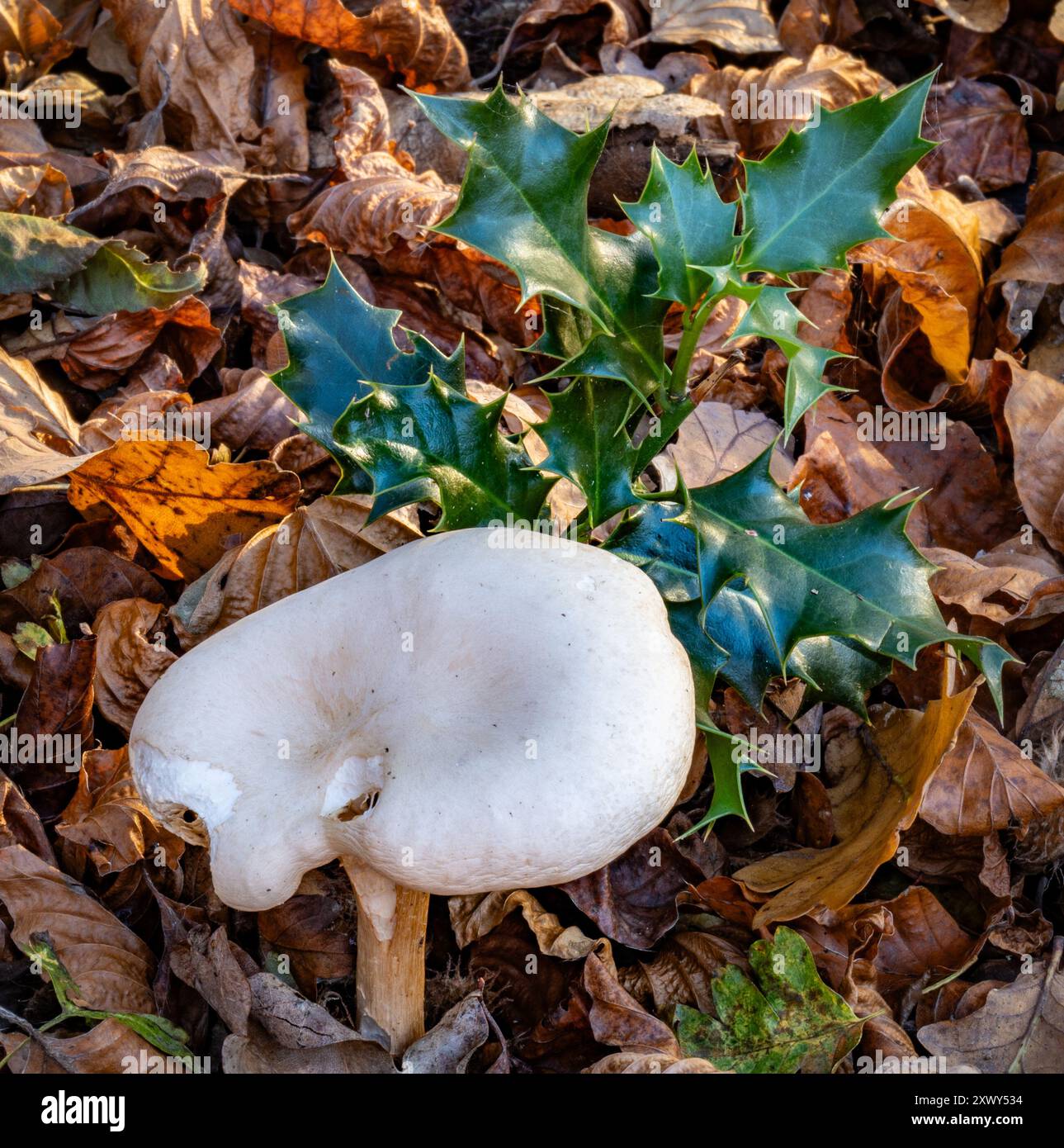 Pilze wachsen auf dem Waldboden Stockfoto