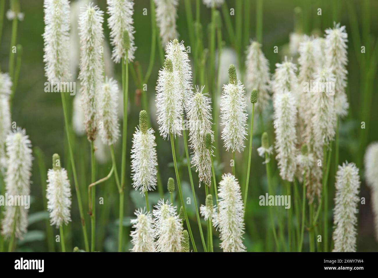 Creme Sanguisorba canadensis, der weiße burnet oder kanadische burnet in Blume. Stockfoto