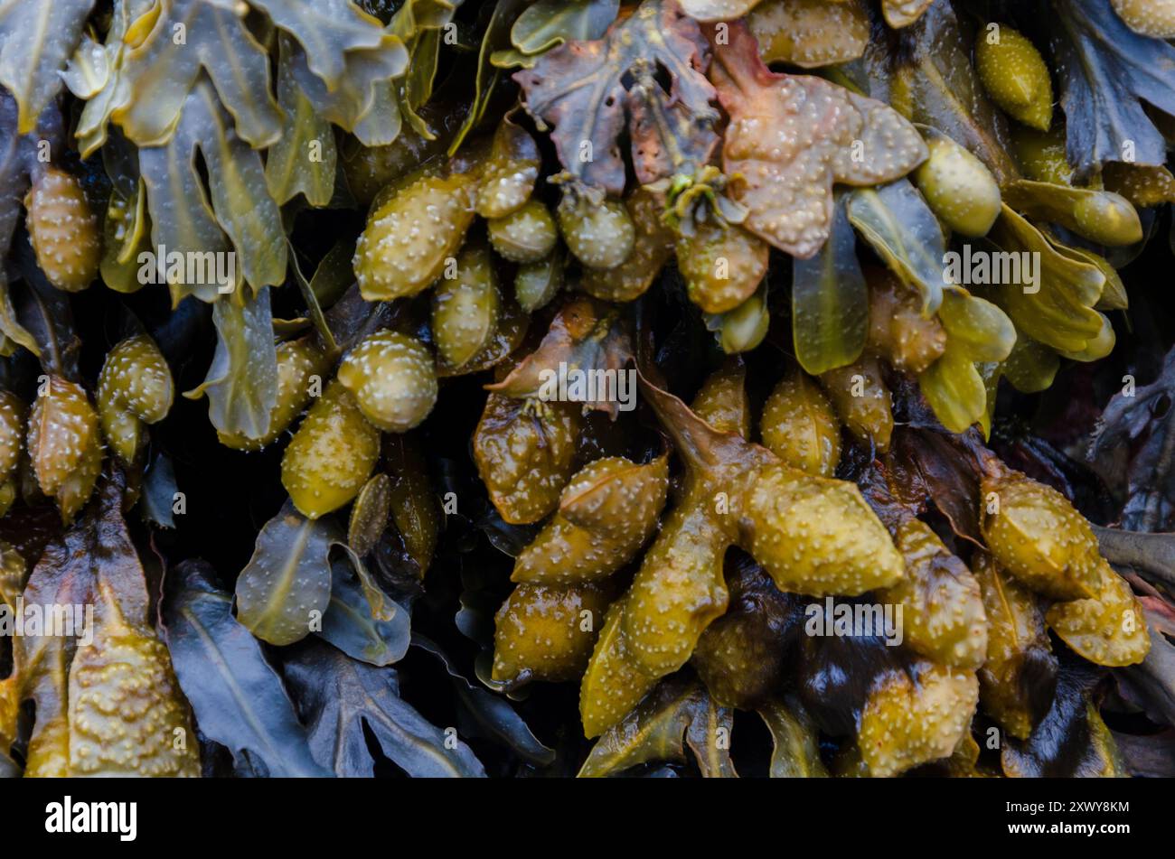 Fucus vesiculosus, auch bekannt als Bladderwrack, wurde einst als Quelle für Jod und als Nahrungsergänzungsmittel verwendet Stockfoto