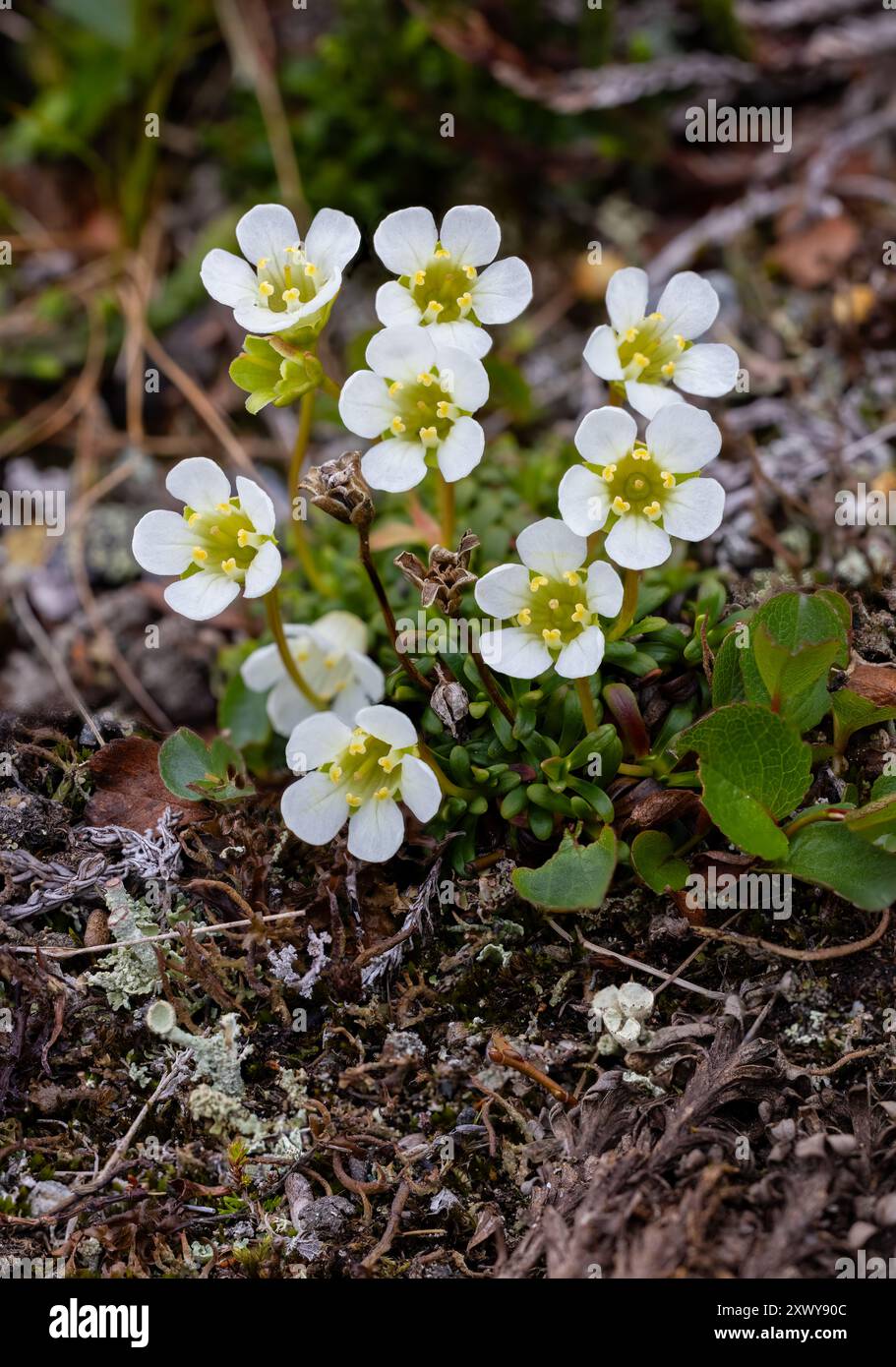 Die Blütenpracht der Pfannenpflanze Stockfoto