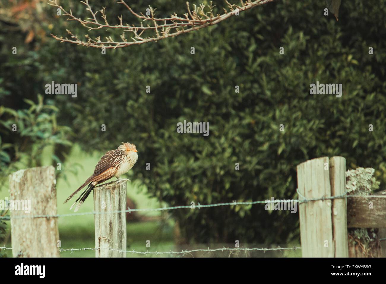 Ein Guira Kuckuck ruht auf einem Zaun in einem Obstgarten und verbindet sein einzigartiges Gefieder mit der rustikalen Umgebung Stockfoto