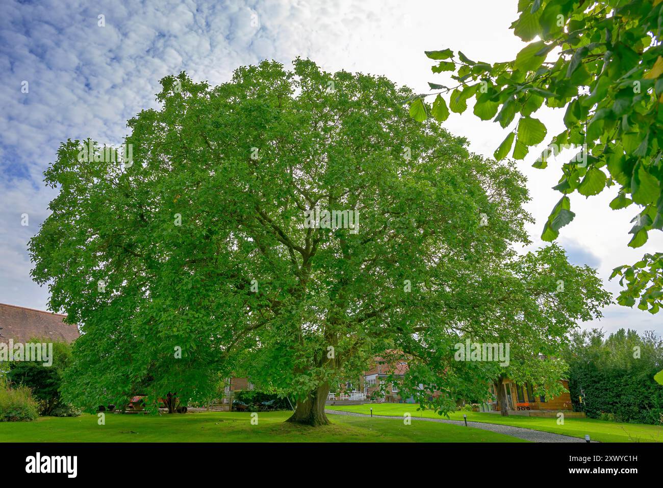 Ein großer alternder englischer Walnussbaum, Juglans regia, stehend hoch, die Figur steht im Kontrast vor dem Hintergrund des blauen Himmels und der Wolken, Sommerabdeckung Stockfoto