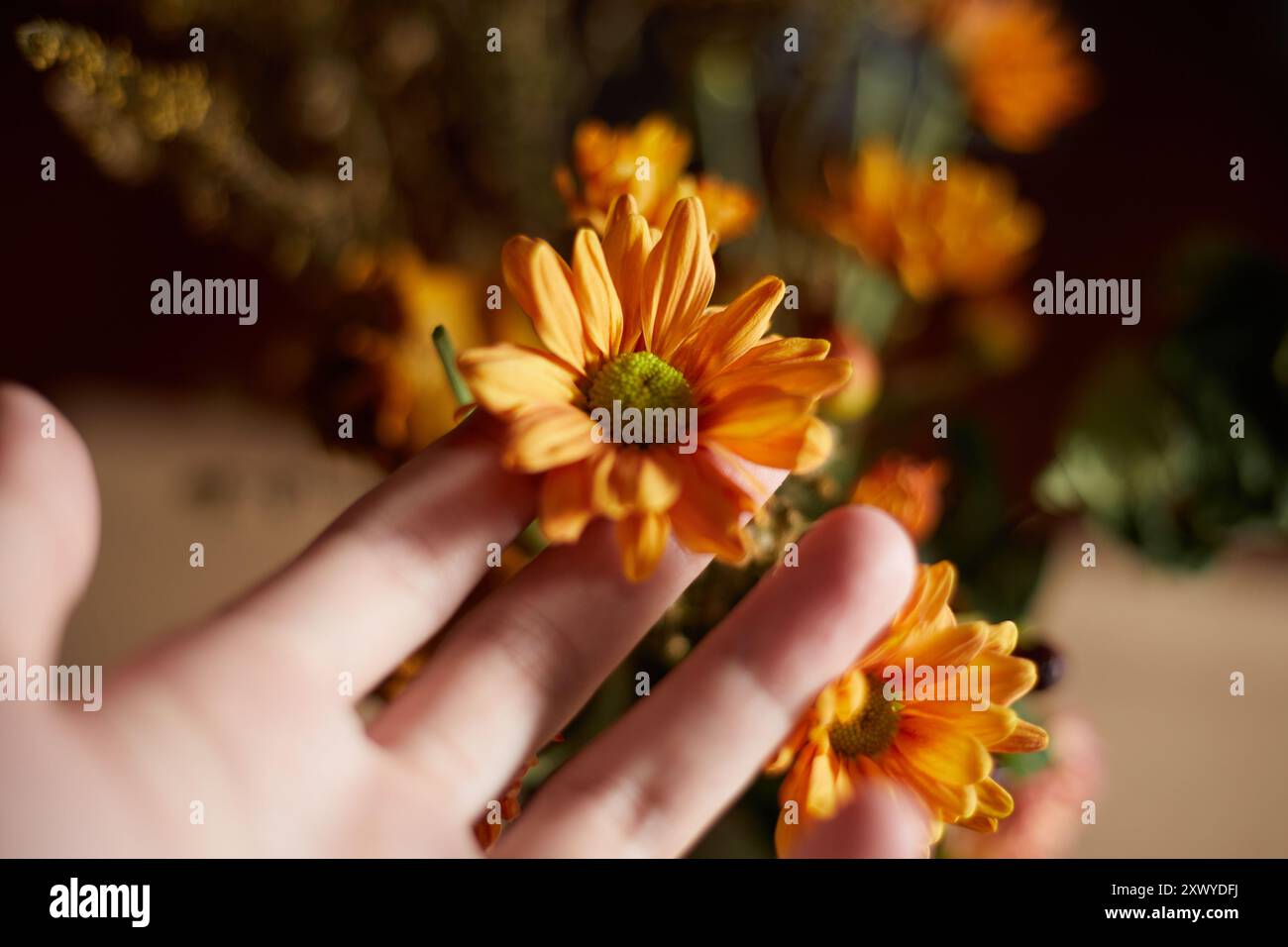 Nahaufnahme Orange Chrysanthemen Blumen, selektiver Fokus Stockfoto