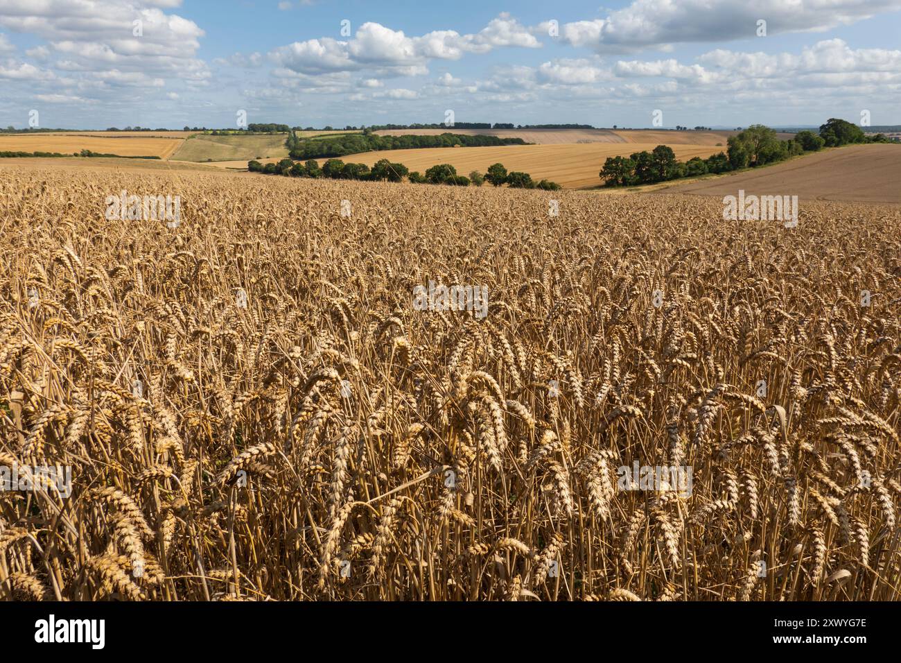 Gereifter Weizen in Ackerlandschaften, East Garston, Berkshire, England, Vereinigtes Königreich, Europa Stockfoto