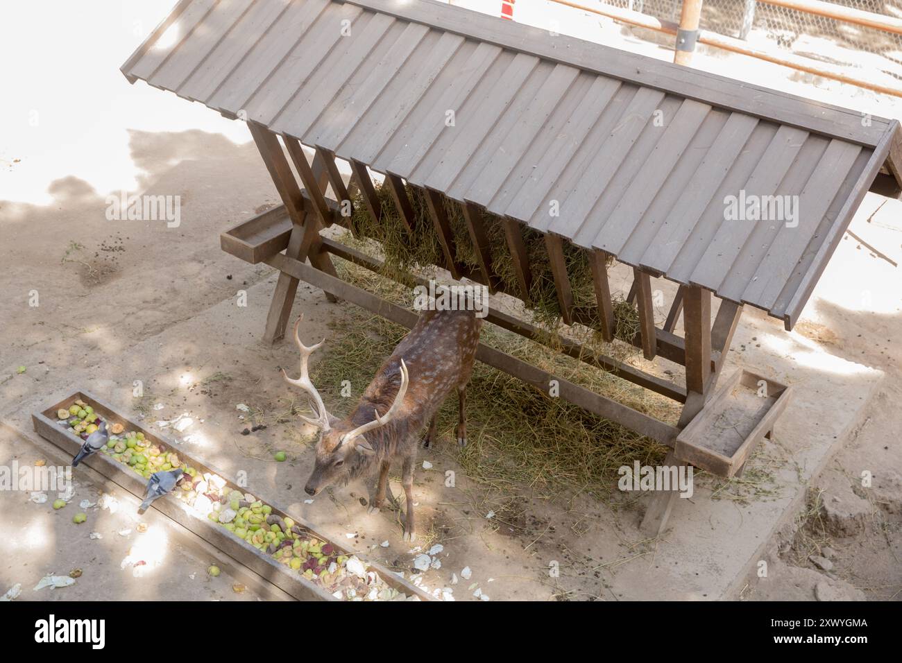 Nahaufnahme eines Formosan sika-Hirsches beim Essen. Fleckhirsche fressen Futter im Zoo. Fleckhirsche in der Nähe der Futtertroge im Zoo. Stockfoto