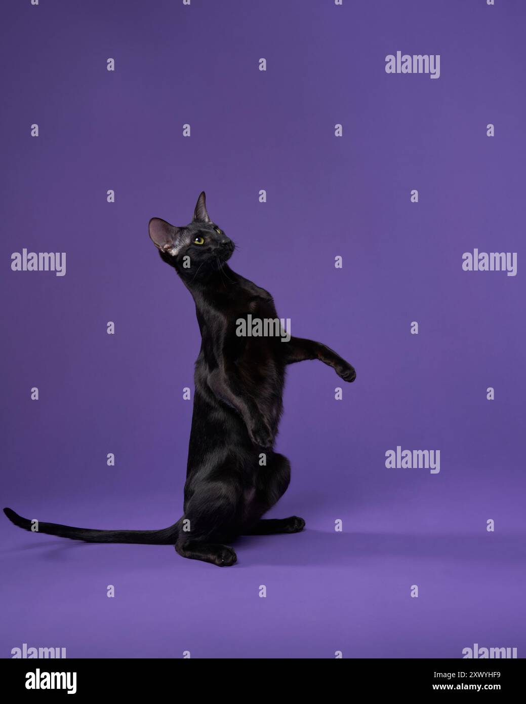 Eine Ebenholz Oriental Kurzhaarkatze hebt spielerisch ihre Pfoten in einem lila Studio-Setting. Die ausgeglichene Haltung und der neugierige Ausdruck sorgen für ein fesselndes Gefühl Stockfoto