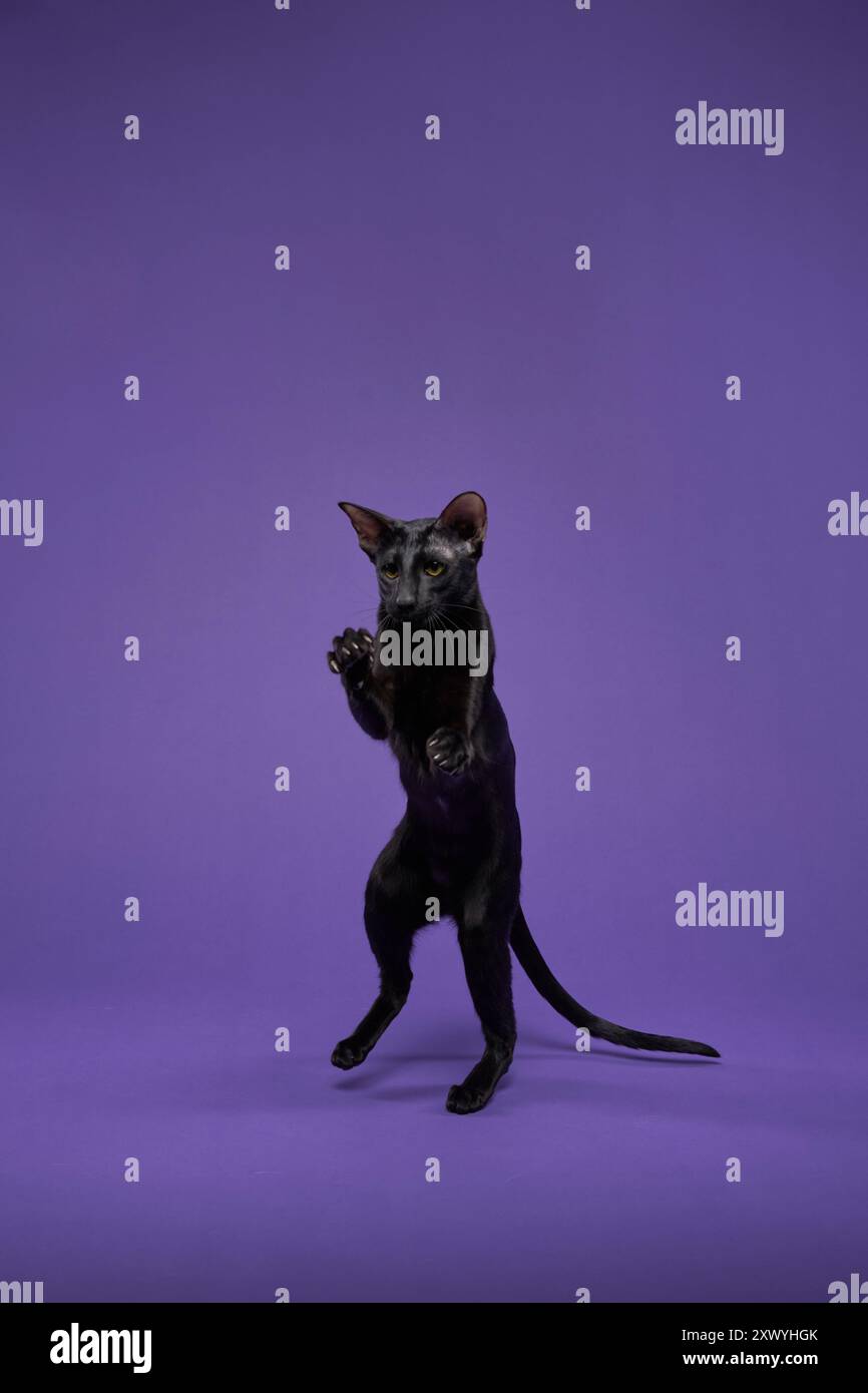 Eine Ebenholz Oriental Kurzhaarkatze hebt spielerisch ihre Pfoten in einem lila Studio-Setting. Die ausgeglichene Haltung und der neugierige Ausdruck sorgen für ein fesselndes Gefühl Stockfoto