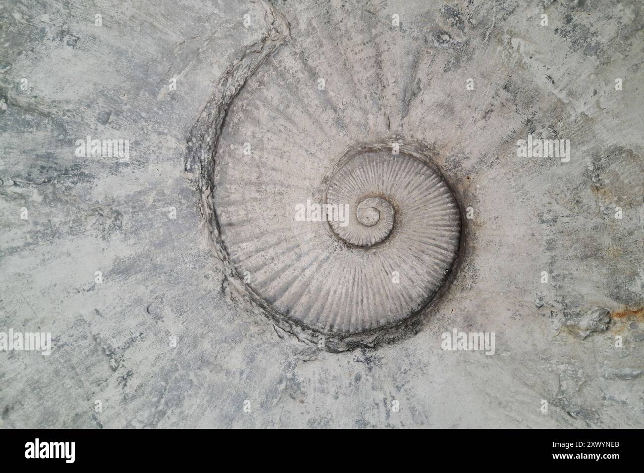 Eine Nahaufnahme eines fossilen Ammoniits, eingebettet in eine raue, strukturierte Steinoberfläche, die sein charakteristisches Spiralmuster zeigt. Stockfoto