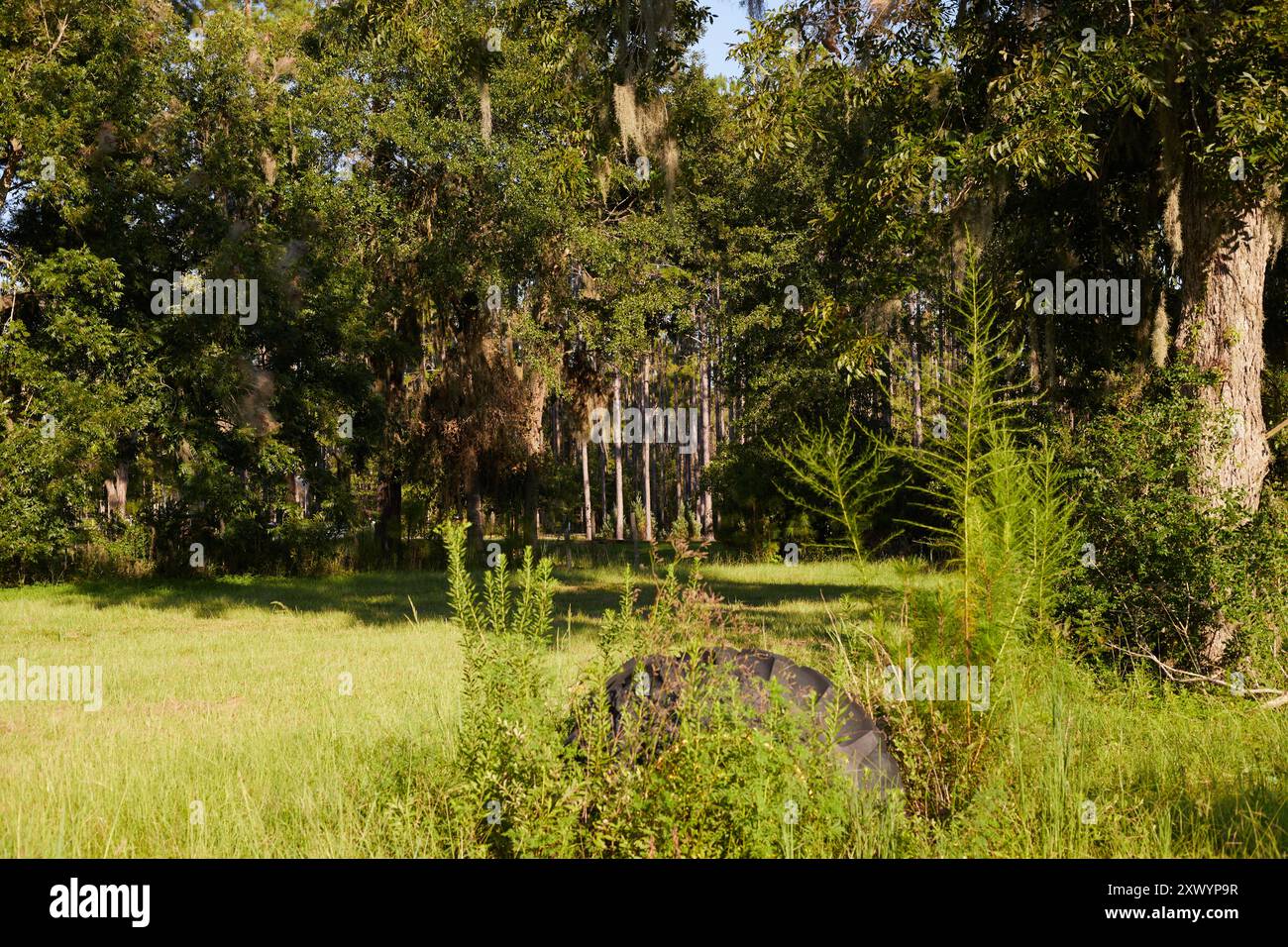 Kurvige Landstraße im Südosten Georgiens, USA, mit einem alten heruntergekommenen Bauernhaus in einem Fahrerlager mit alten Traktorreifen, die mit Gras bewachsen sind! Stockfoto