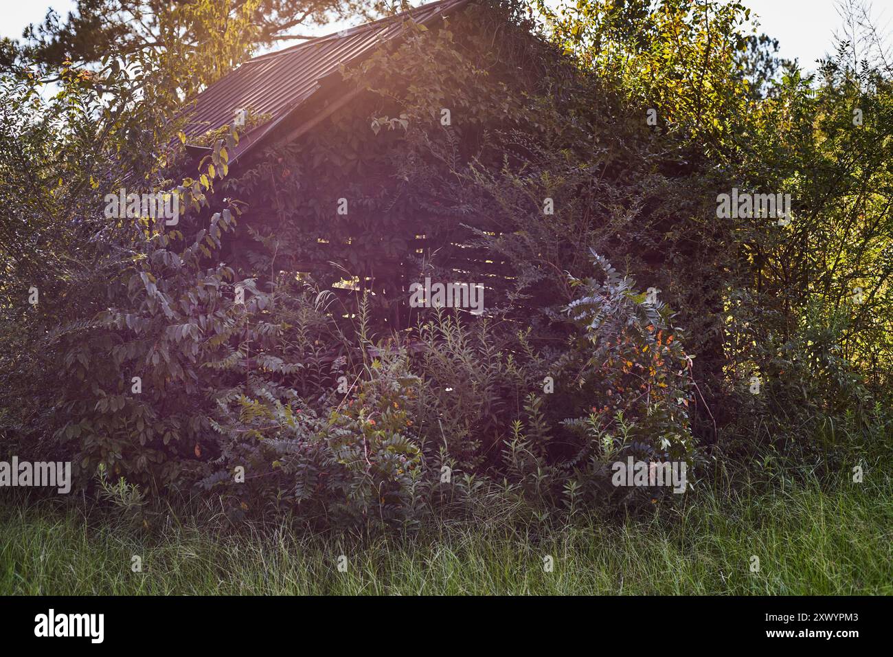 Kurvige Landstraße im Südosten Georgiens, USA, mit einem alten heruntergekommenen Bauernhaus in einem Fahrerlager mit alten Traktorreifen, die mit Gras bewachsen sind! Stockfoto