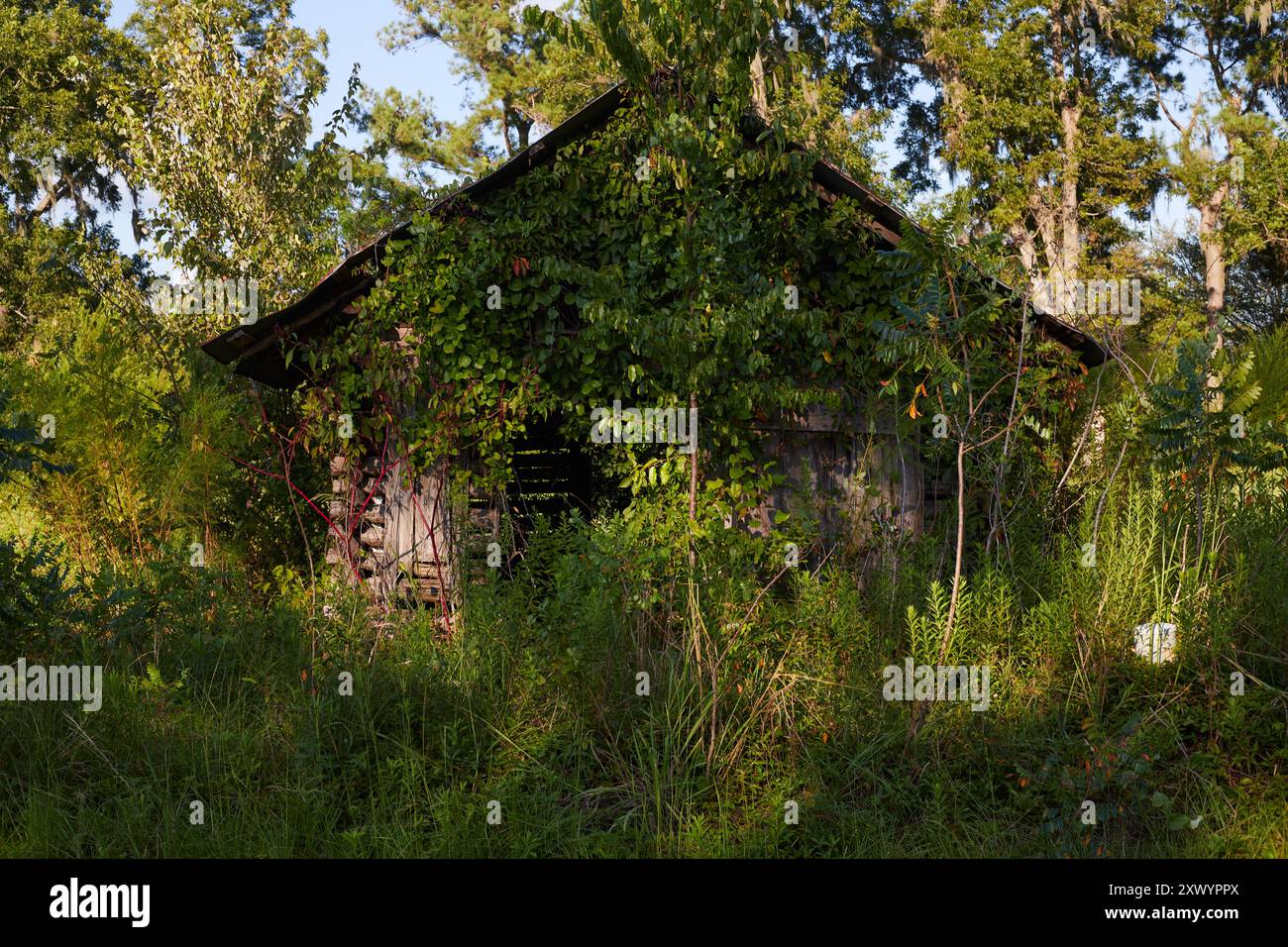 Kurvige Landstraße im Südosten Georgiens, USA, mit einem alten heruntergekommenen Bauernhaus in einem Fahrerlager mit alten Traktorreifen, die mit Gras bewachsen sind! Stockfoto