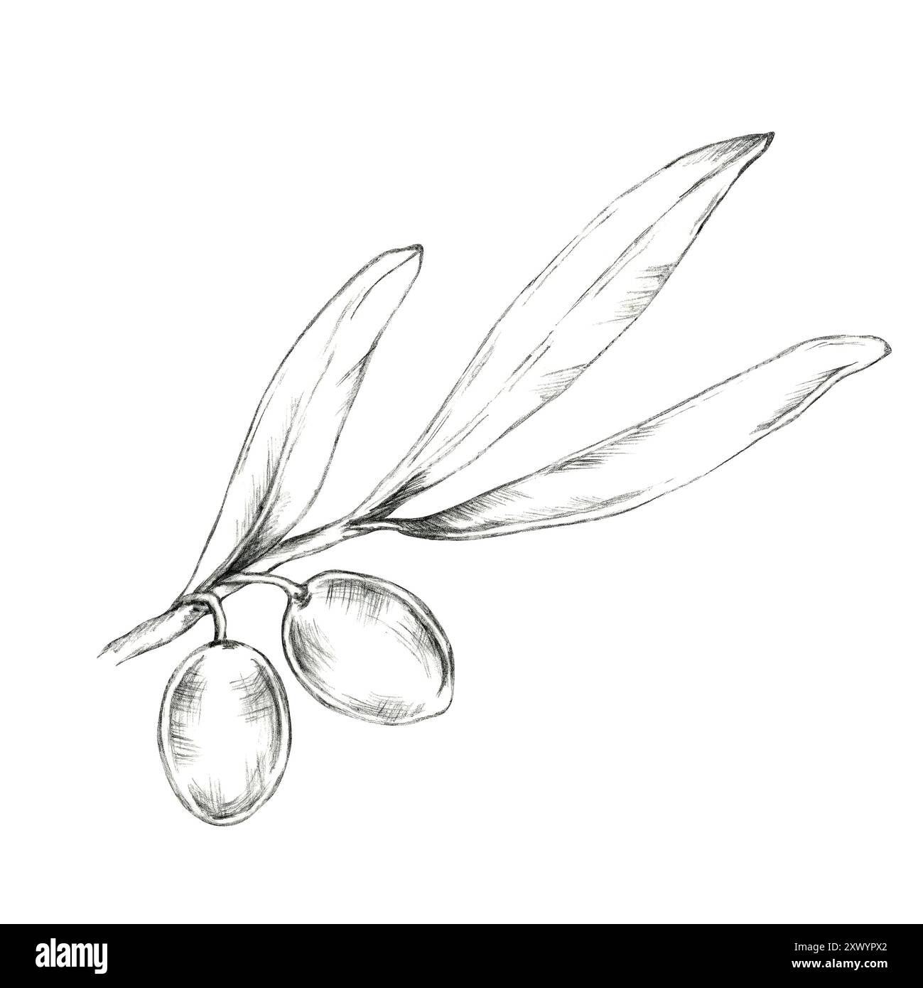 Olivenzweig mit zwei großen Oliven und schmalen Blättern. Isoliertes Bleistiftzeichnungs-Clipart zur Verwendung in Verpackungen von Bio-Produkten, insbesondere für Olivenöle, Hautpflege oder handgefertigte Seifen Stockfoto