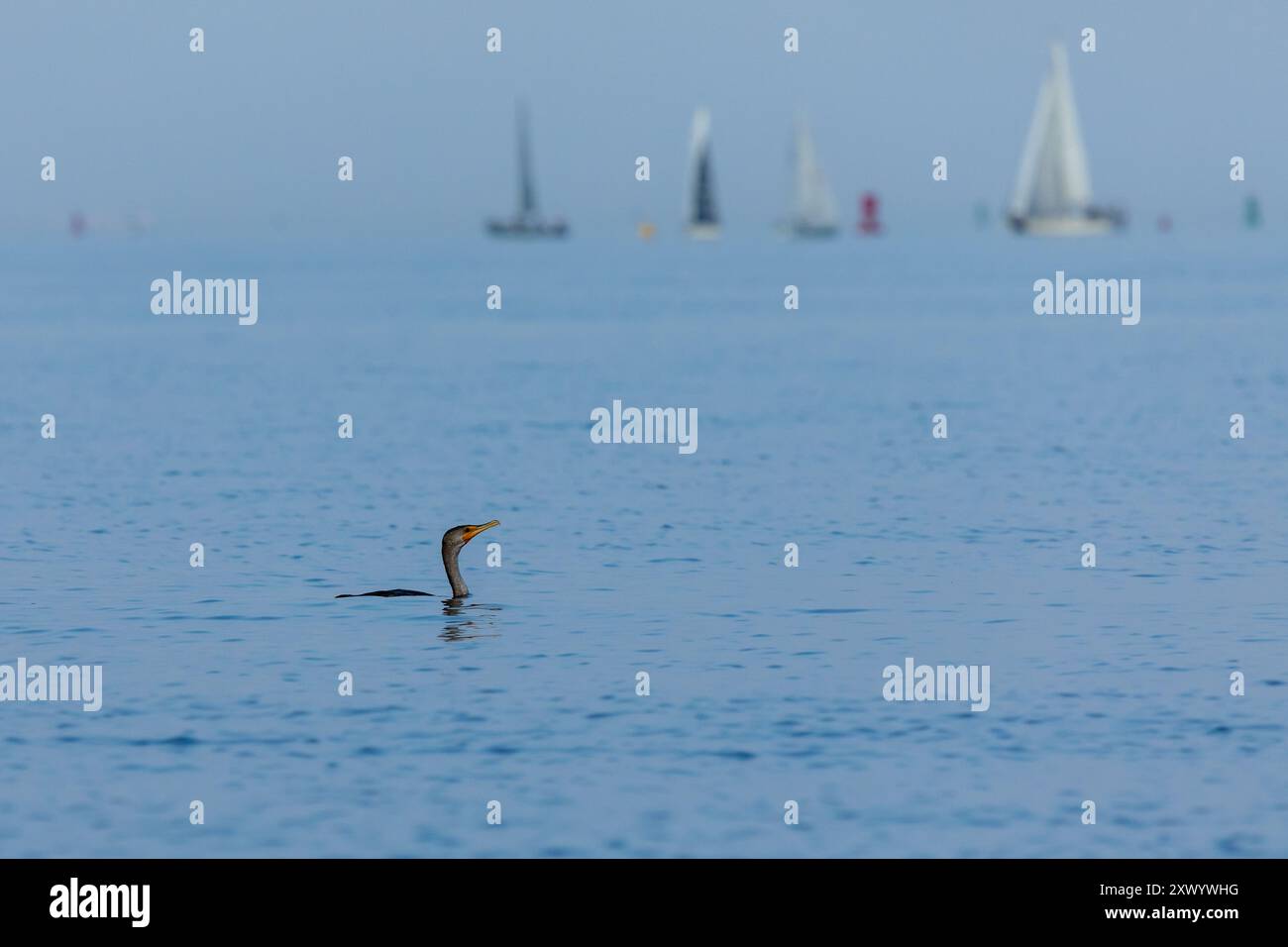 Ein doppelwandiger Kormoran fischt in der Raritan Bay, während Segelboote in der Ferne fahren Stockfoto