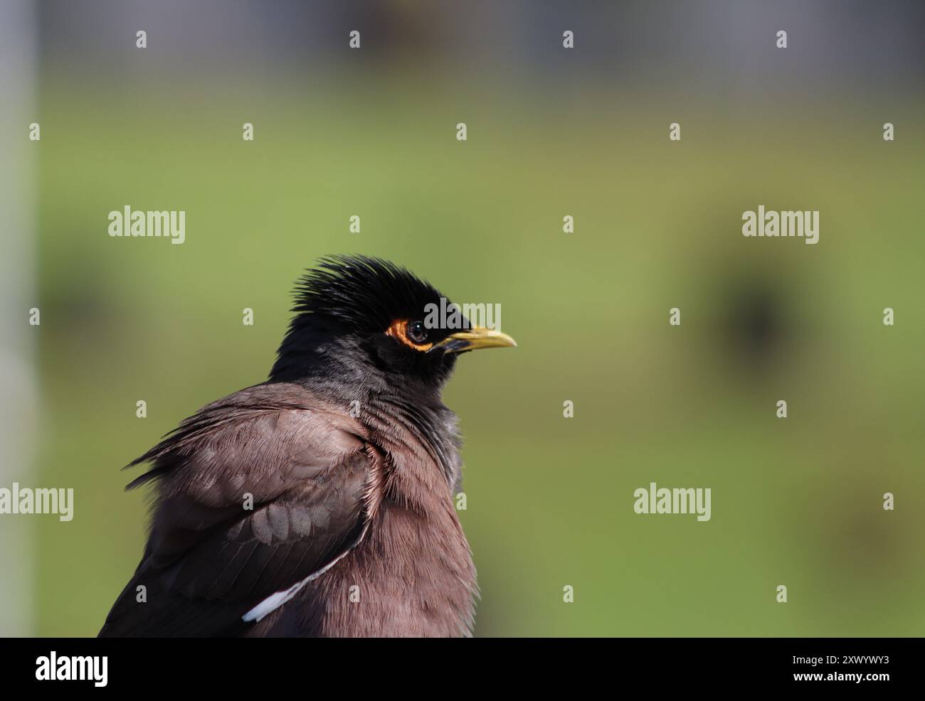 Wunderschöne und süße Myna-Vogelfotografie während der Reise nach Srinagar, Jammu und Kaschmir Stockfoto