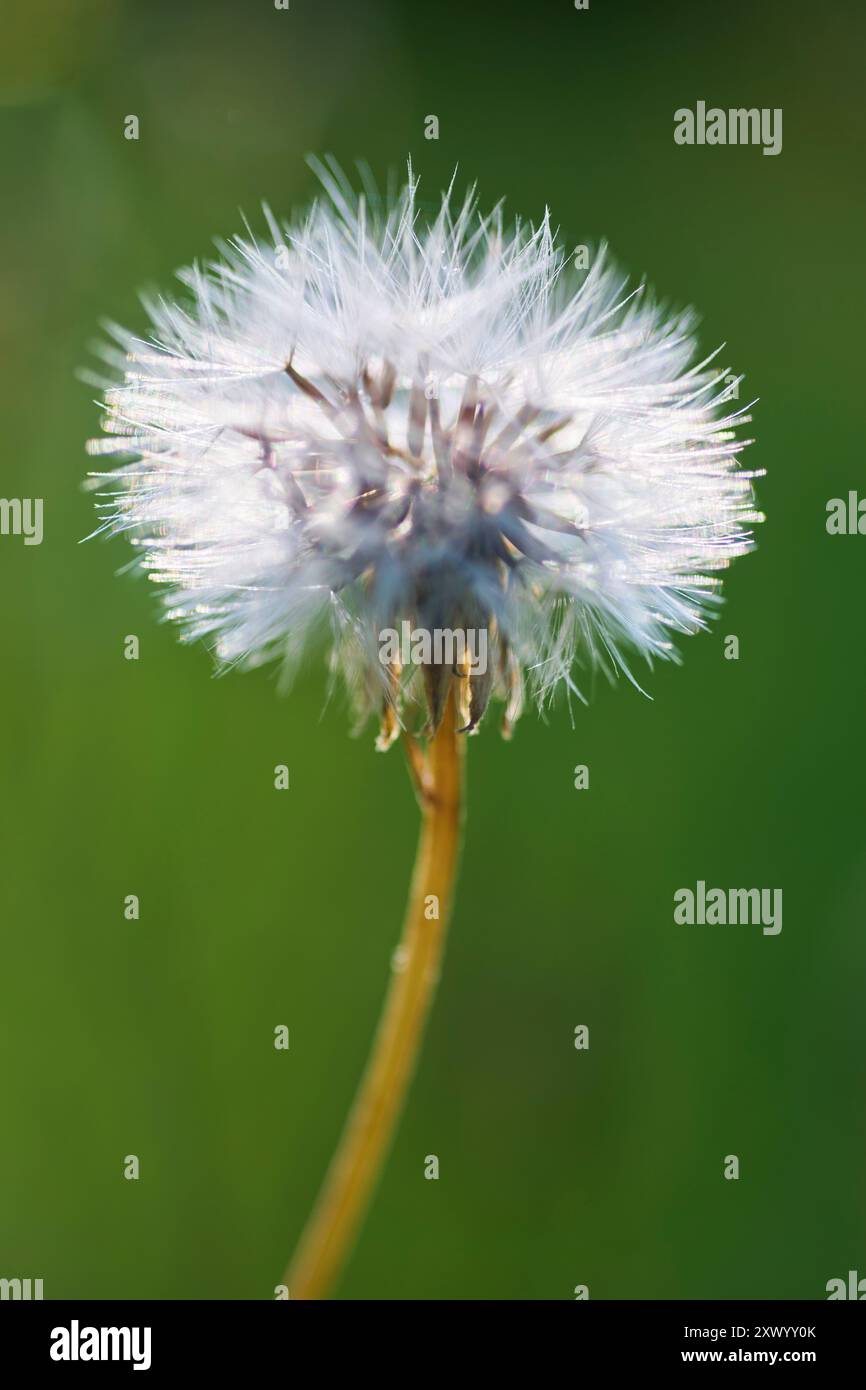 Löwenzahn / Pusteblume Stockfoto