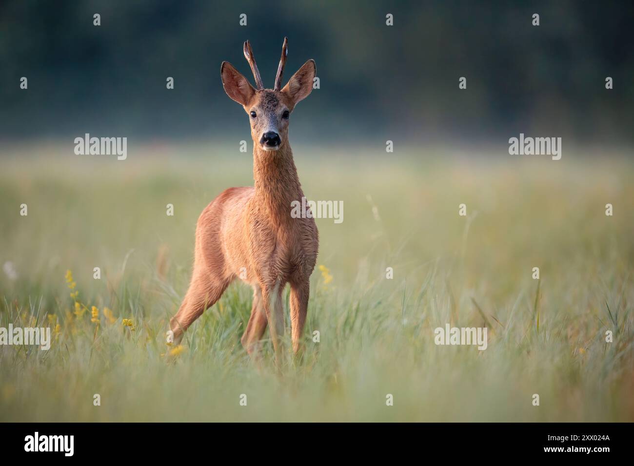 Roe Deer Buck steht am frühen Morgen in der Sommerwiese Stockfoto