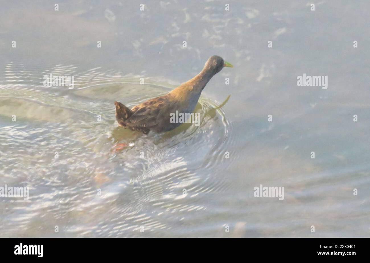 Plumbeous Rail (Pardirallus sanguinolentus) Aves Stockfoto