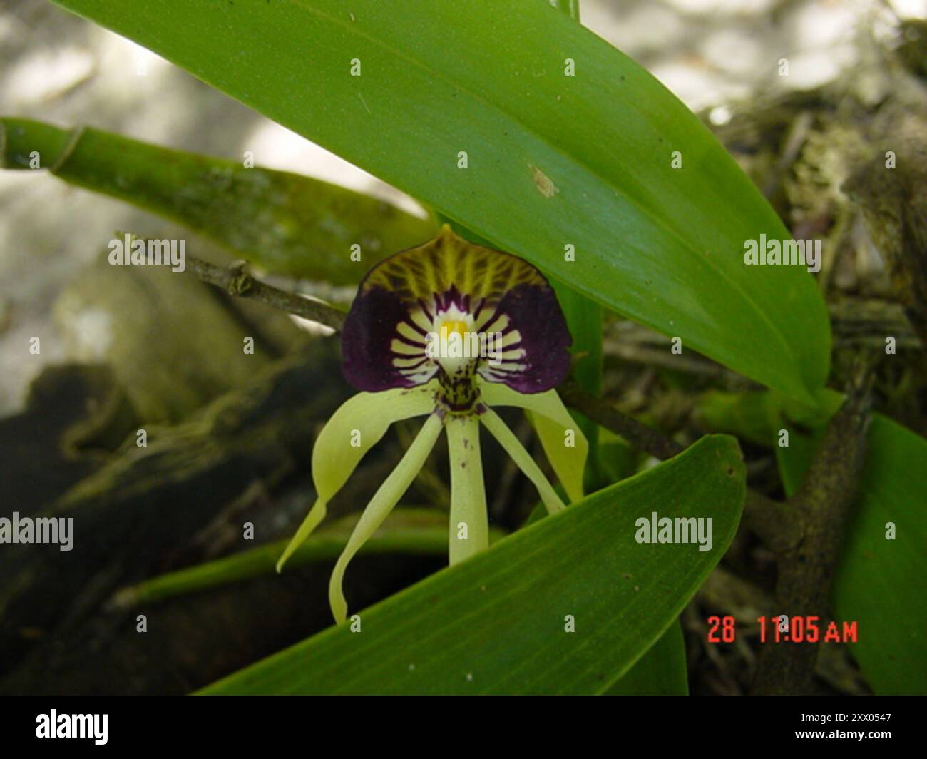 MuschelOrchideen (Prosthechea cochleata) Plantae Stockfoto