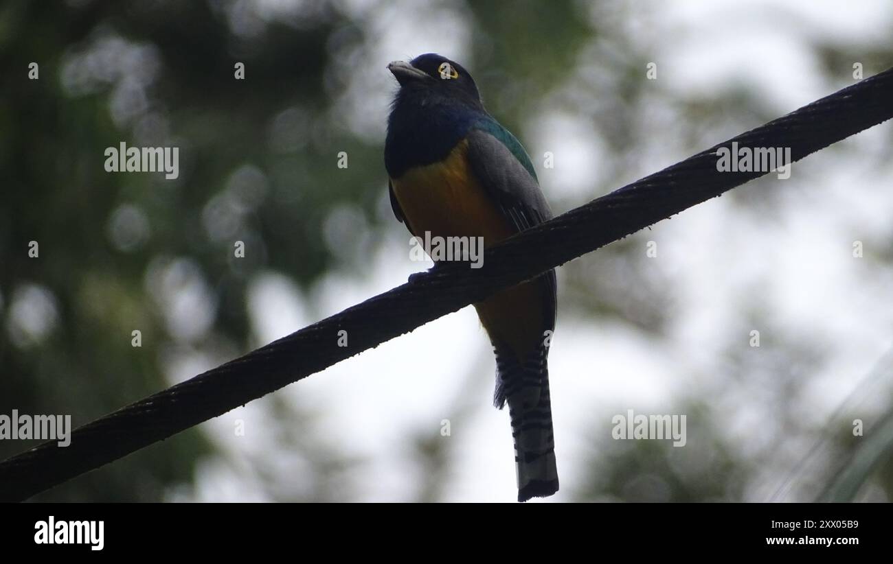 Gartered Trogon (Trogon caligatus) Aves Stockfoto