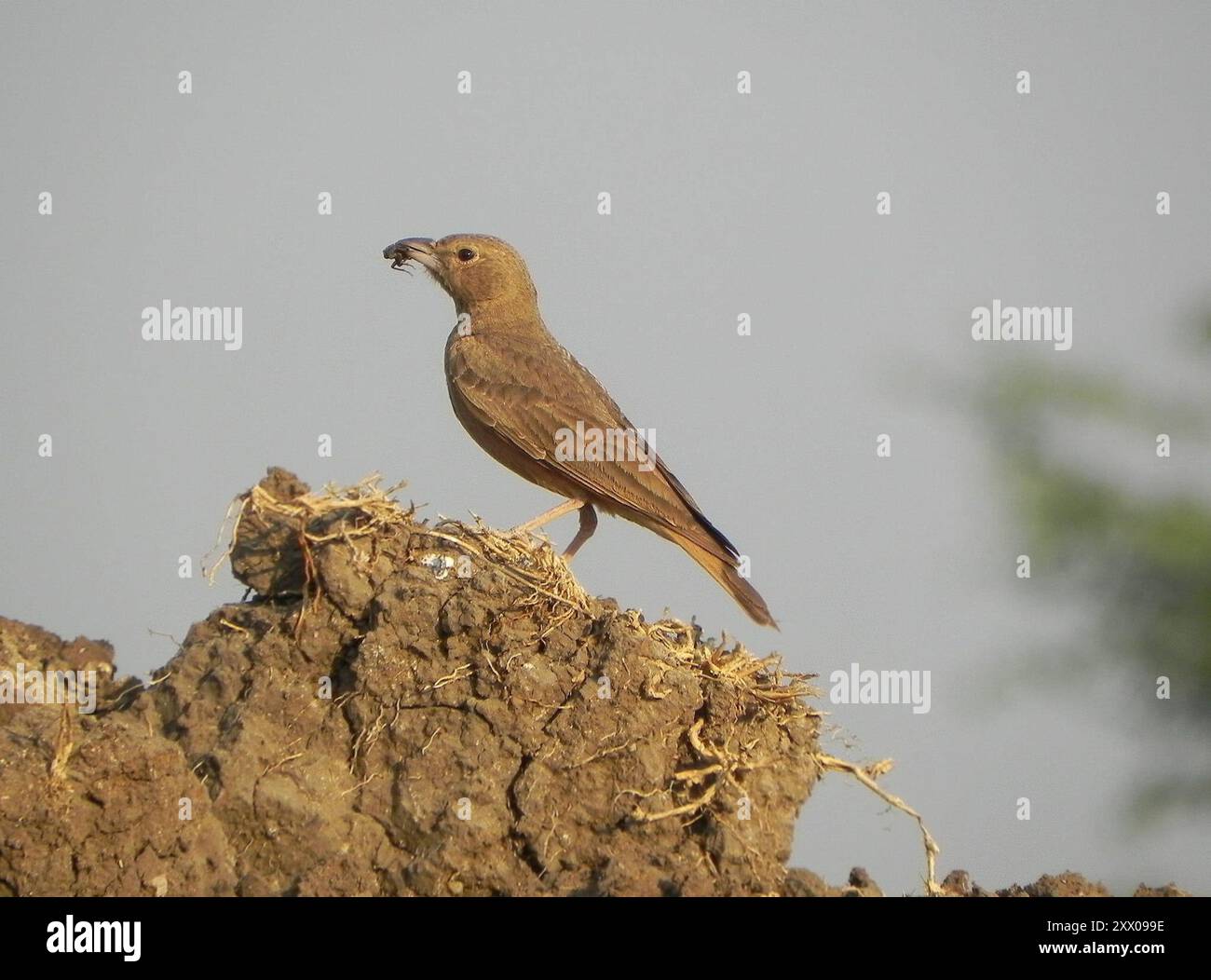 Lark (Ammomanes phoenicura) Aves Stockfoto