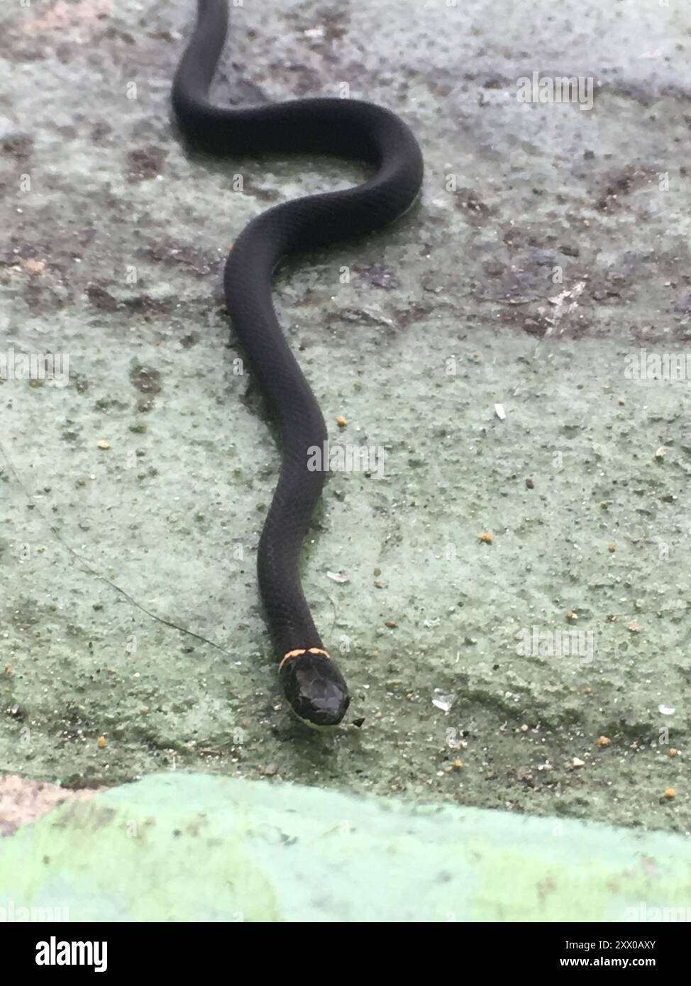 Die südliche Ringhalsschlange (Diadophis punctatus punctatus) Reptilia Stockfoto