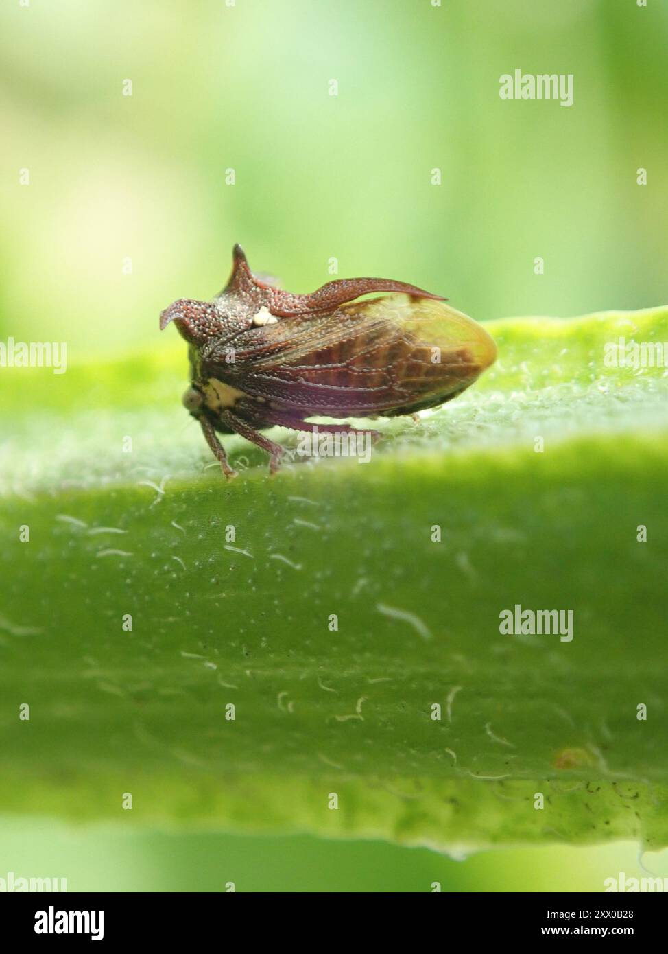 Dreihörner Baumstampfer (Acanthuchus trispinifer) Insecta Stockfoto
