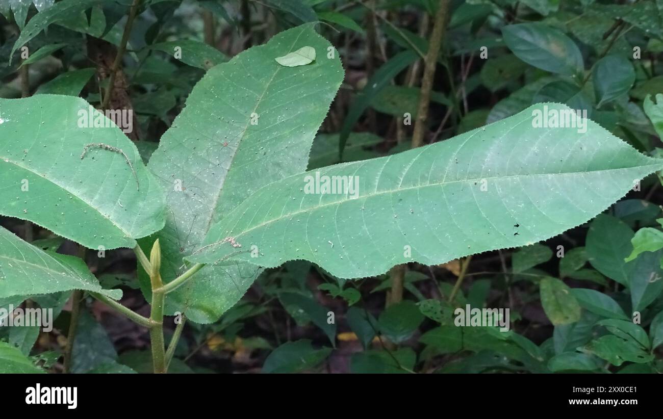 Panama-Gummibaum (Castilla elastica) Plantae Stockfoto