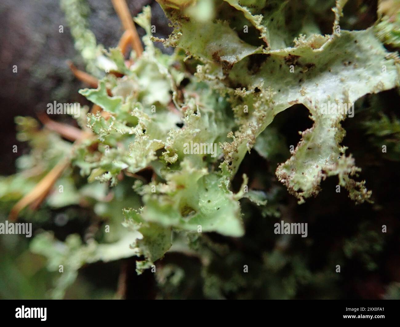 Verschiedene Ragenflechten (Platismatia glauca) Pilze Stockfoto