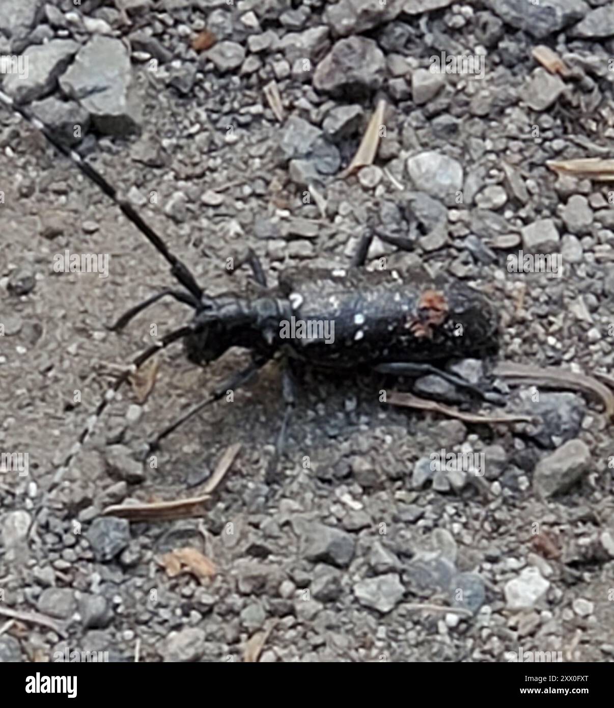 Weiß-gepunktete Säge (Monochamus scutellatus) Insecta Stockfoto