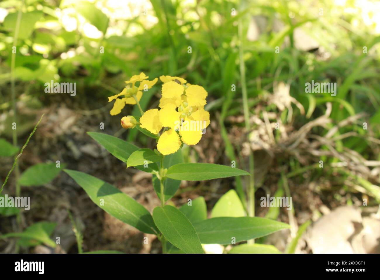 Familie nance (Malpighiaceae) Plantae Stockfoto