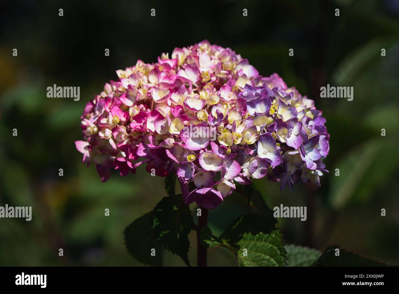 Eine Hortensie Blume mit rosa und violetten und cremefarbenen Tönen. Stockfoto