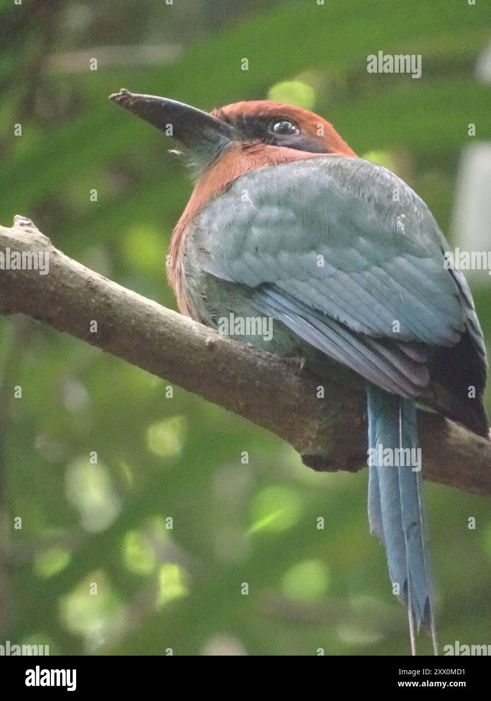 Breitschnabel-Motmot (Electron platyrhynchum) Aves Stockfoto