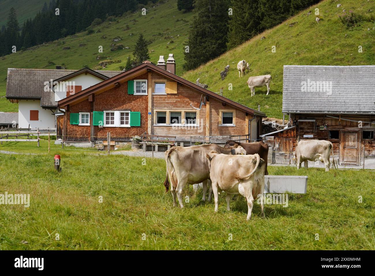Anton Geisser 21.08.2024 Meiringen Landwirtschaft Schweiz. Bild : Alphuette,Kuehe auf einer Alpweide *** Anton Geisser 21 08 2024 Meiringen Landwirtschaft Schweiz Bild Alphuette,Kühe auf einer Almweide Stockfoto