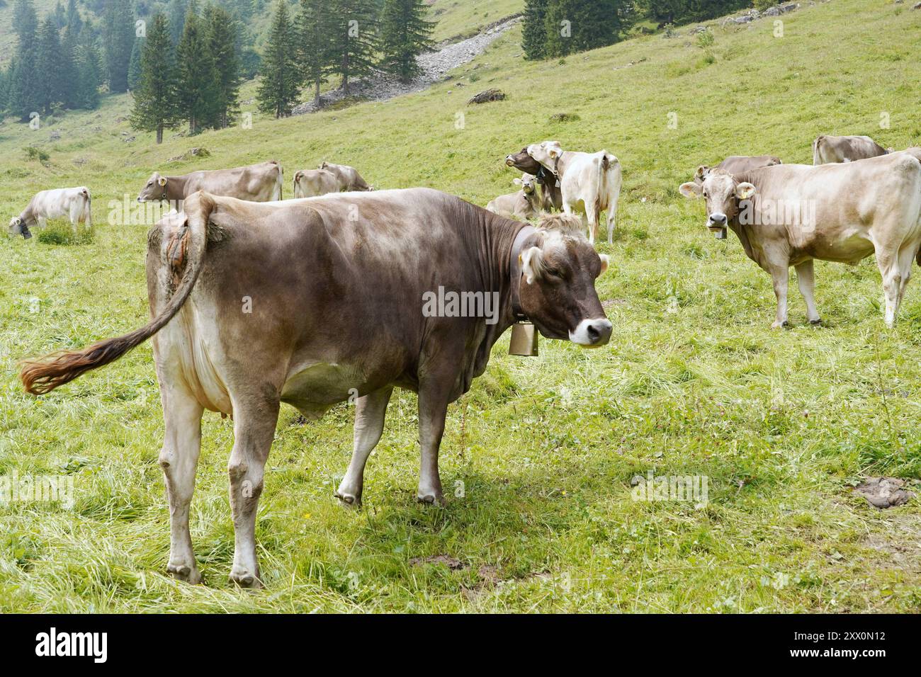 Anton Geisser 21.08.2024 Meiringen Landwirtschaft Schweiz. Bild : Kuehe auf einer Alpweide *** Anton Geisser 21 08 2024 Meiringen Landwirtschaft Schweiz Bild Kühe auf einer Almweide Stockfoto